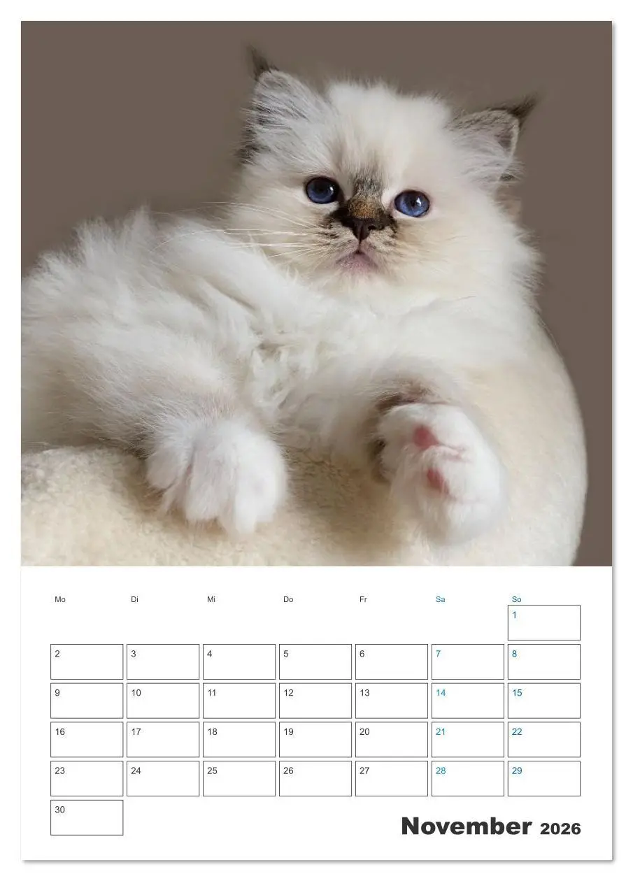 Bild: 9783516641332 | Heilige Birma Kitten Kalender mit Planer (Tischkalender 2026 DIN A5...