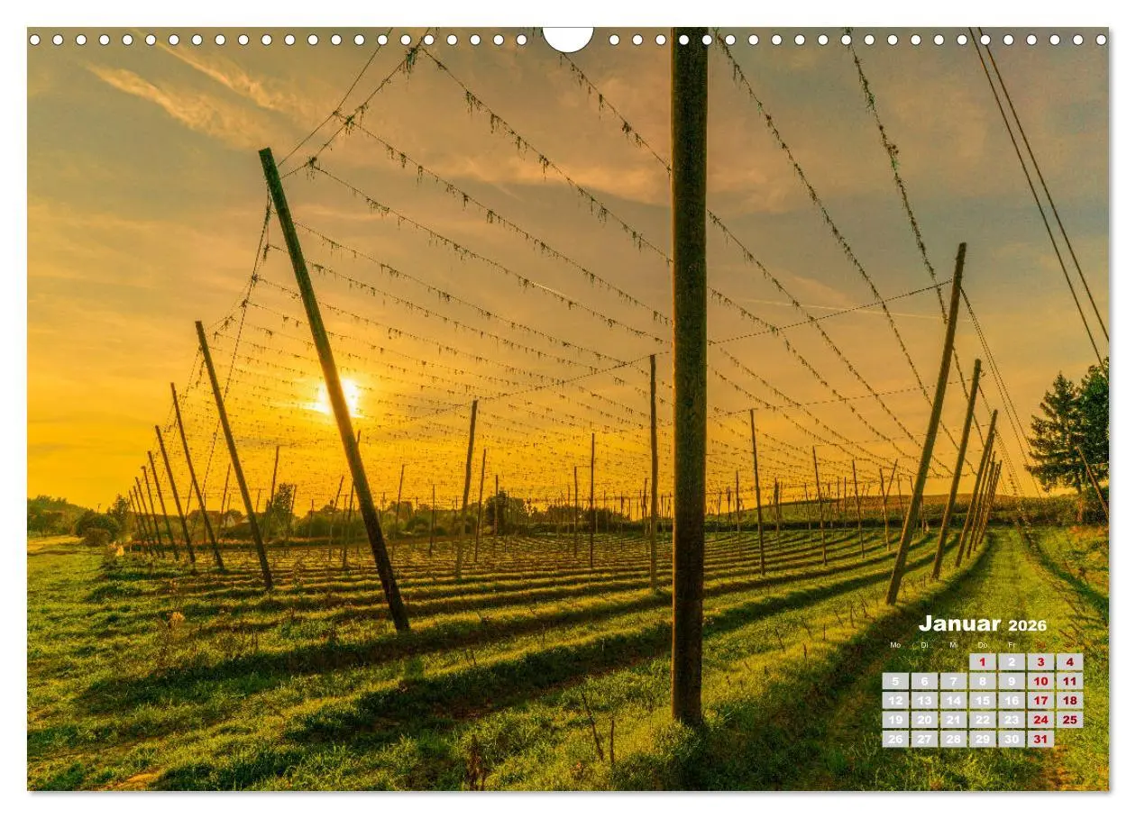 Bild: 9783457781432 | Hopfenland Holledau (Wandkalender 2026 DIN A3 quer), CALVENDO...