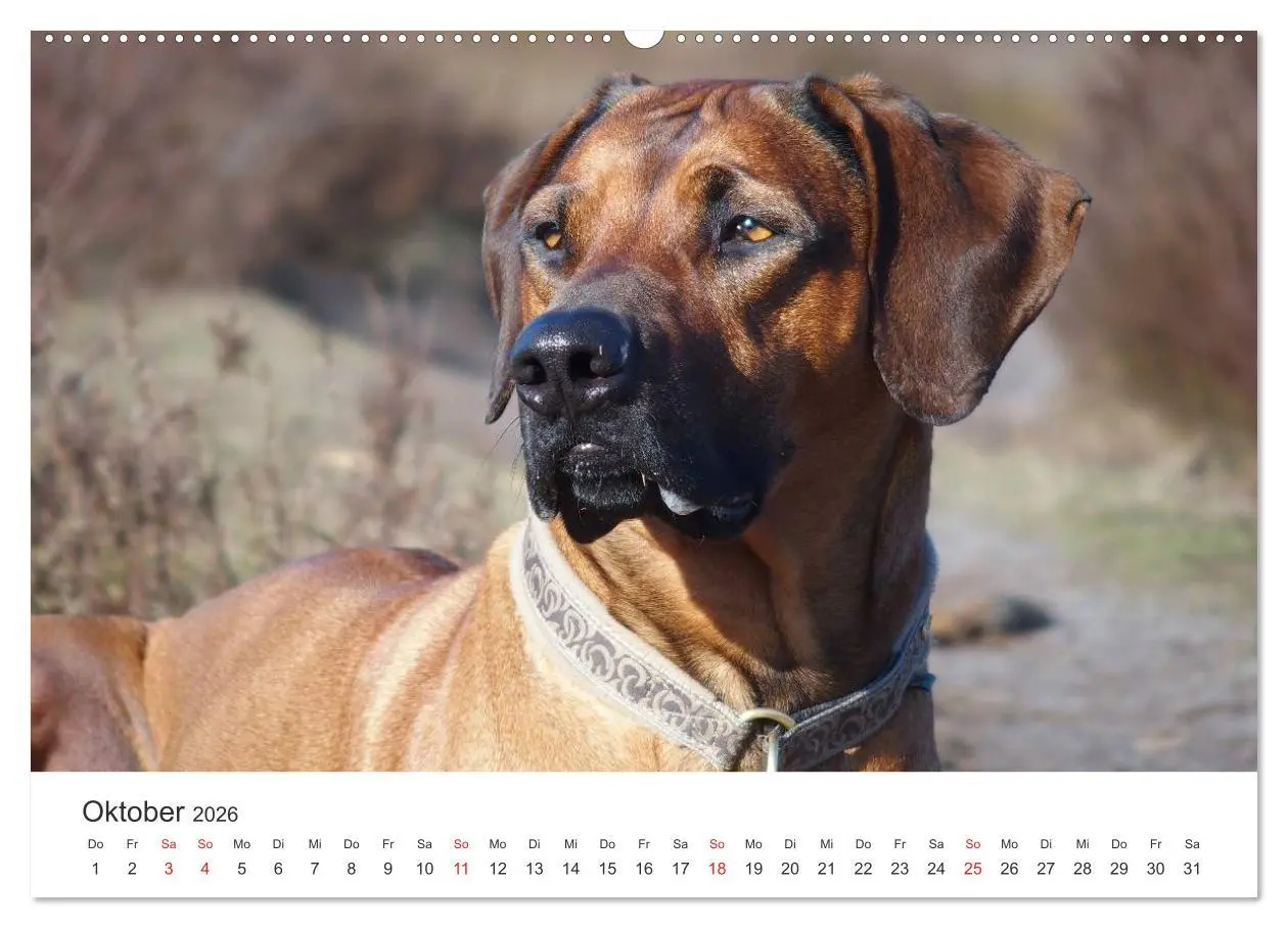 Bild: 9783516011432 | Ridgebacks - Hunde aus Afrika (hochwertiger Premium Wandkalender...