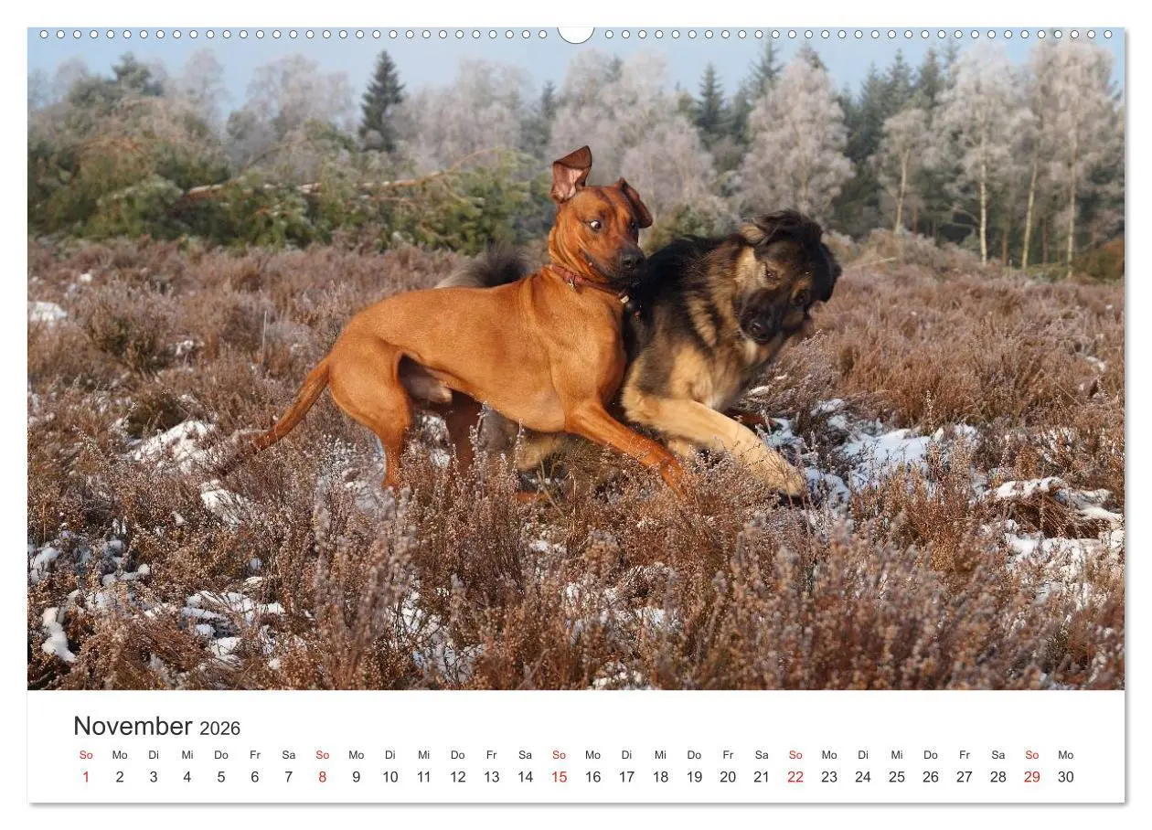Bild: 9783516011432 | Ridgebacks - Hunde aus Afrika (hochwertiger Premium Wandkalender...