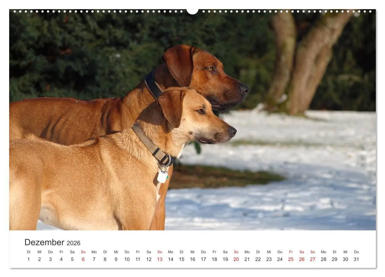 Bild: 9783516011432 | Ridgebacks - Hunde aus Afrika (hochwertiger Premium Wandkalender...