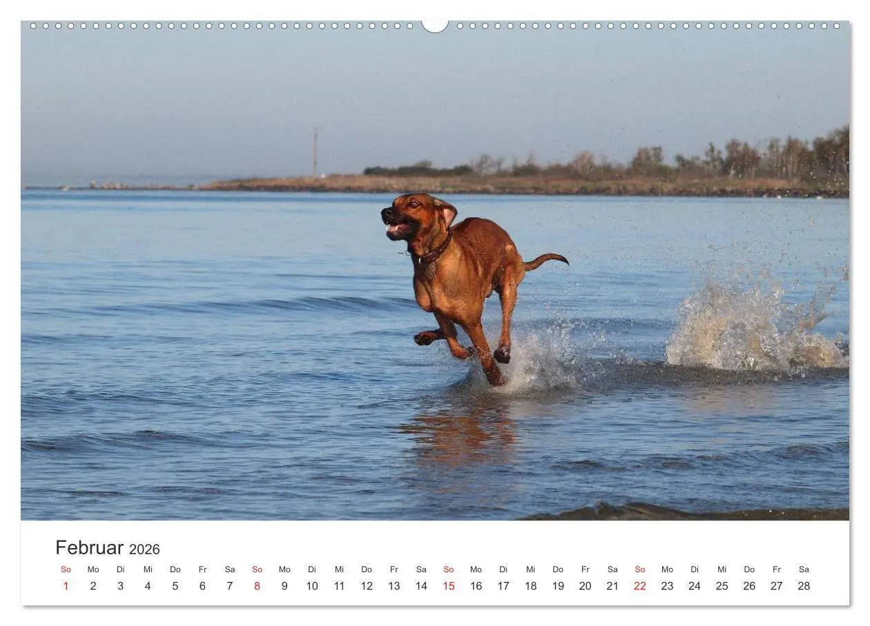 Bild: 9783516011432 | Ridgebacks - Hunde aus Afrika (hochwertiger Premium Wandkalender...