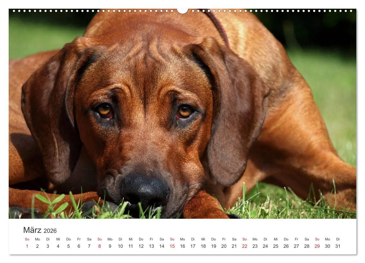 Bild: 9783516011432 | Ridgebacks - Hunde aus Afrika (hochwertiger Premium Wandkalender...