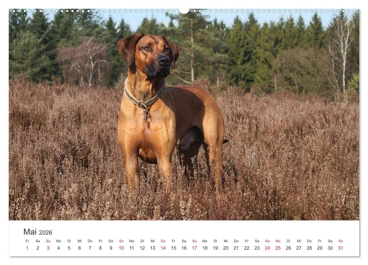 Bild: 9783516011432 | Ridgebacks - Hunde aus Afrika (hochwertiger Premium Wandkalender...