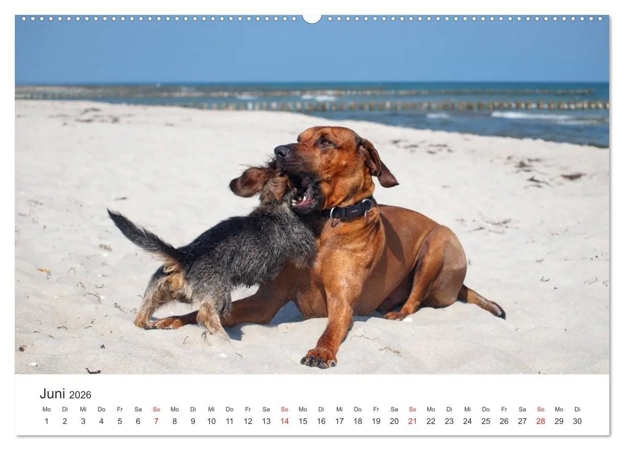 Bild: 9783516011432 | Ridgebacks - Hunde aus Afrika (hochwertiger Premium Wandkalender...