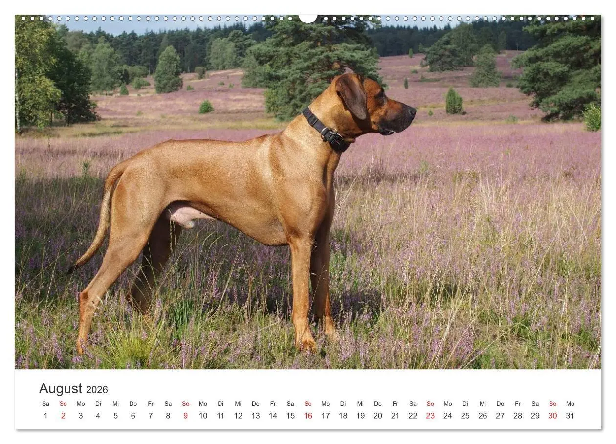 Bild: 9783516011432 | Ridgebacks - Hunde aus Afrika (hochwertiger Premium Wandkalender...