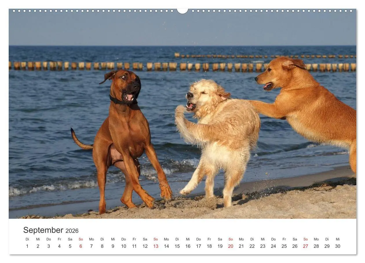 Bild: 9783516011432 | Ridgebacks - Hunde aus Afrika (hochwertiger Premium Wandkalender...