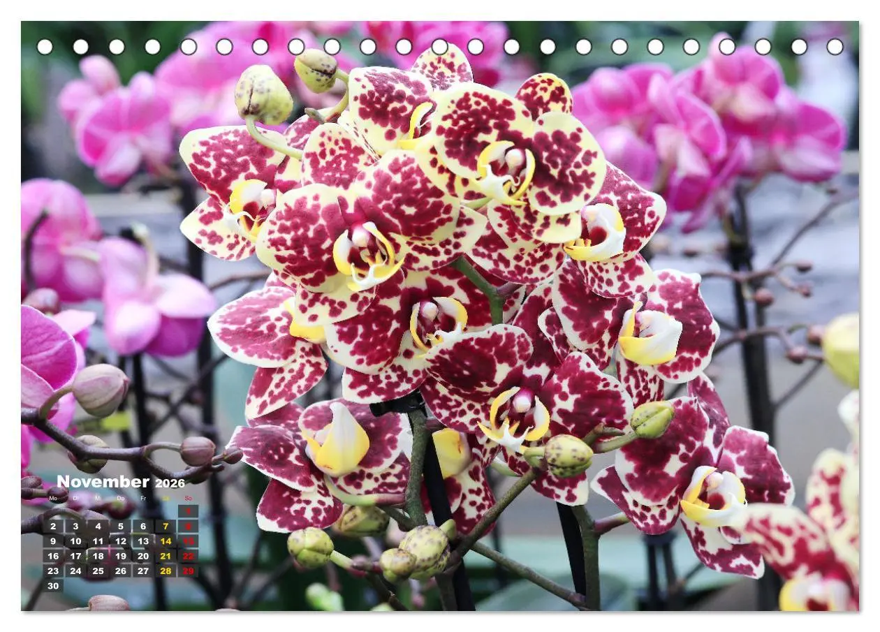 Bild: 9783457461532 | Prächtige Orchideen (Tischkalender 2026 DIN A5 quer), CALVENDO...