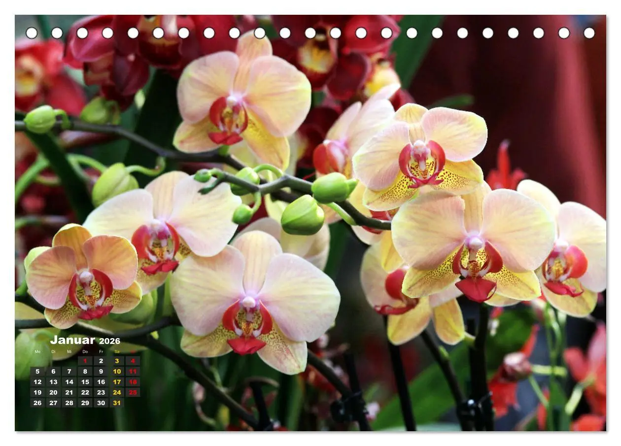 Bild: 9783457461532 | Prächtige Orchideen (Tischkalender 2026 DIN A5 quer), CALVENDO...