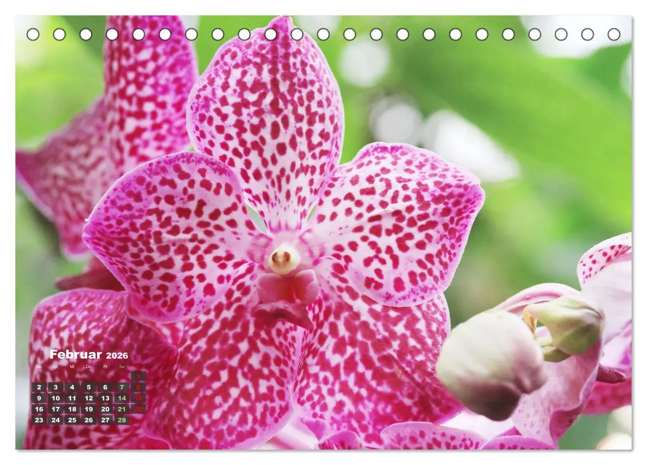 Bild: 9783457461532 | Prächtige Orchideen (Tischkalender 2026 DIN A5 quer), CALVENDO...