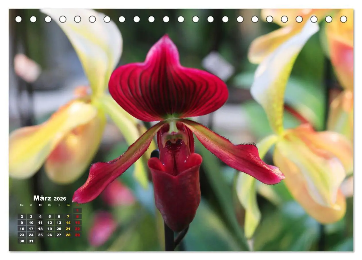 Bild: 9783457461532 | Prächtige Orchideen (Tischkalender 2026 DIN A5 quer), CALVENDO...