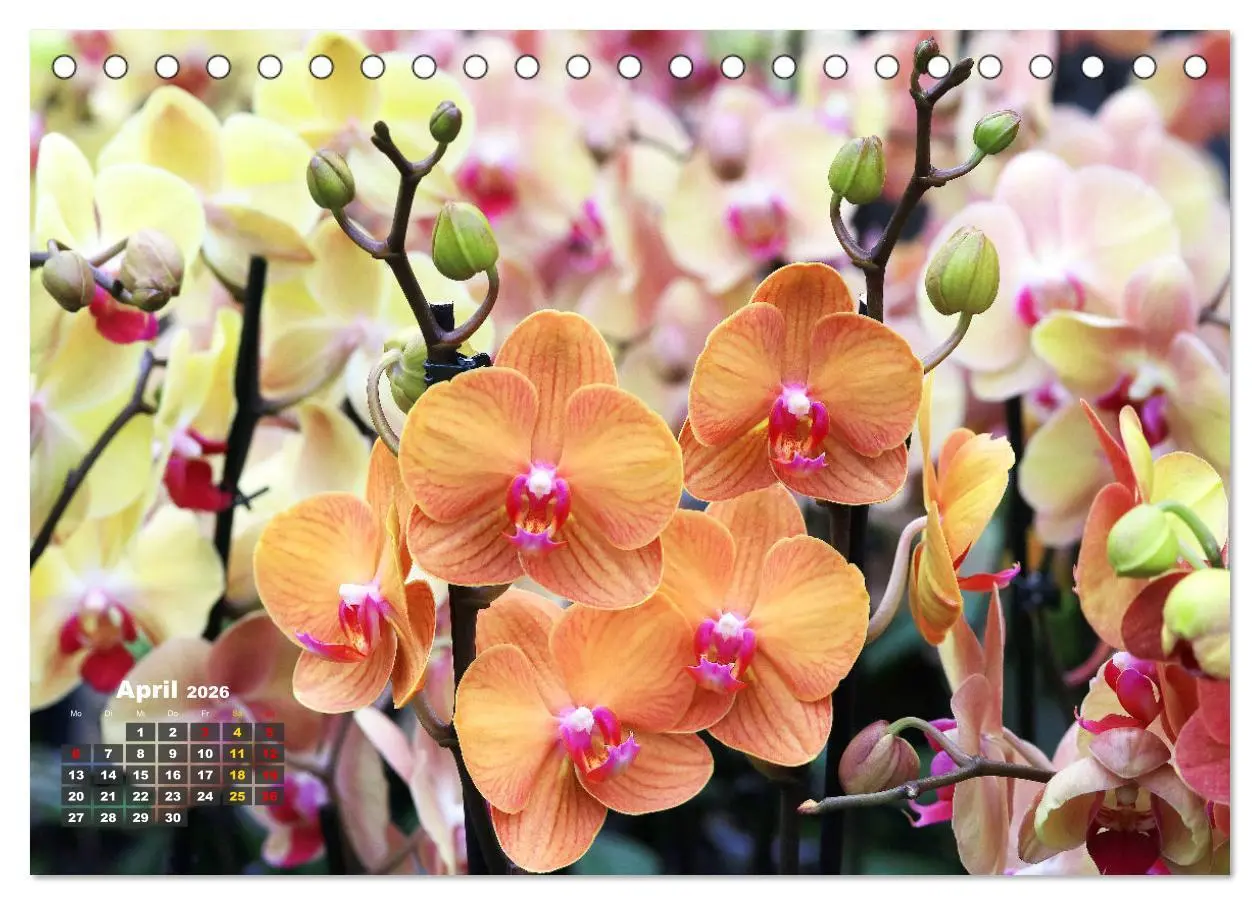 Bild: 9783457461532 | Prächtige Orchideen (Tischkalender 2026 DIN A5 quer), CALVENDO...