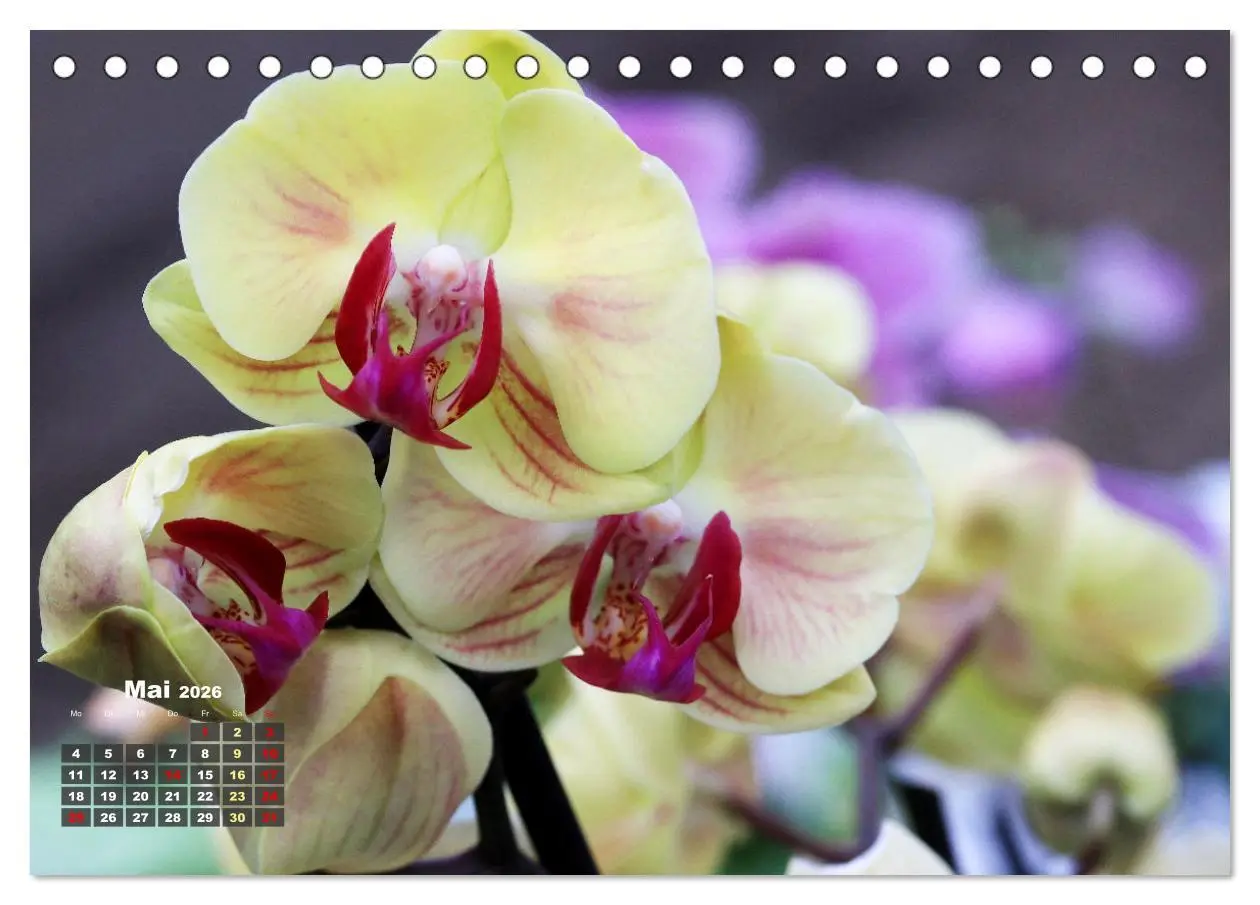 Bild: 9783457461532 | Prächtige Orchideen (Tischkalender 2026 DIN A5 quer), CALVENDO...