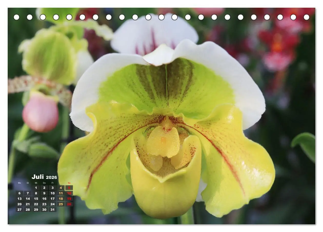 Bild: 9783457461532 | Prächtige Orchideen (Tischkalender 2026 DIN A5 quer), CALVENDO...
