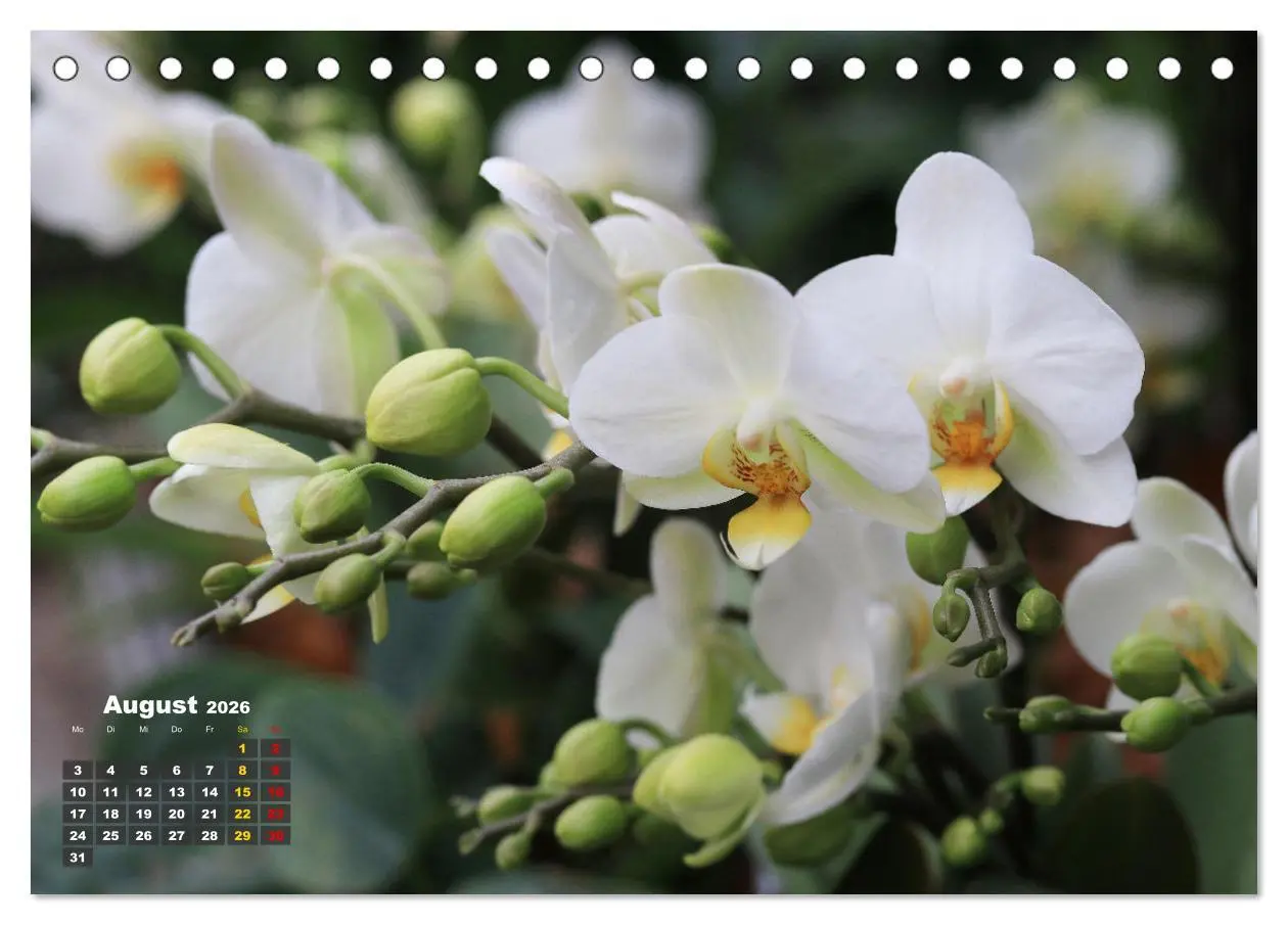 Bild: 9783457461532 | Prächtige Orchideen (Tischkalender 2026 DIN A5 quer), CALVENDO...