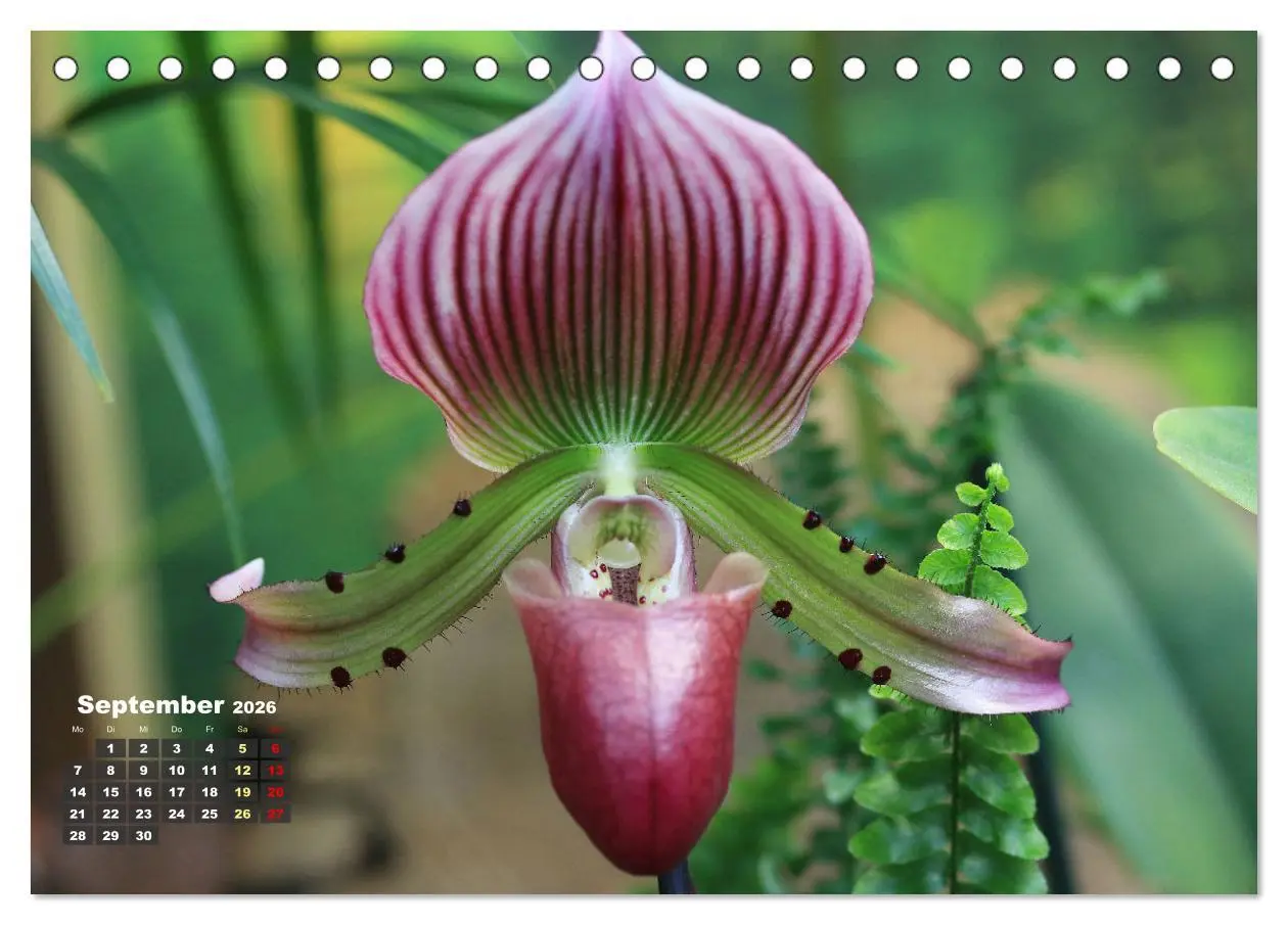 Bild: 9783457461532 | Prächtige Orchideen (Tischkalender 2026 DIN A5 quer), CALVENDO...