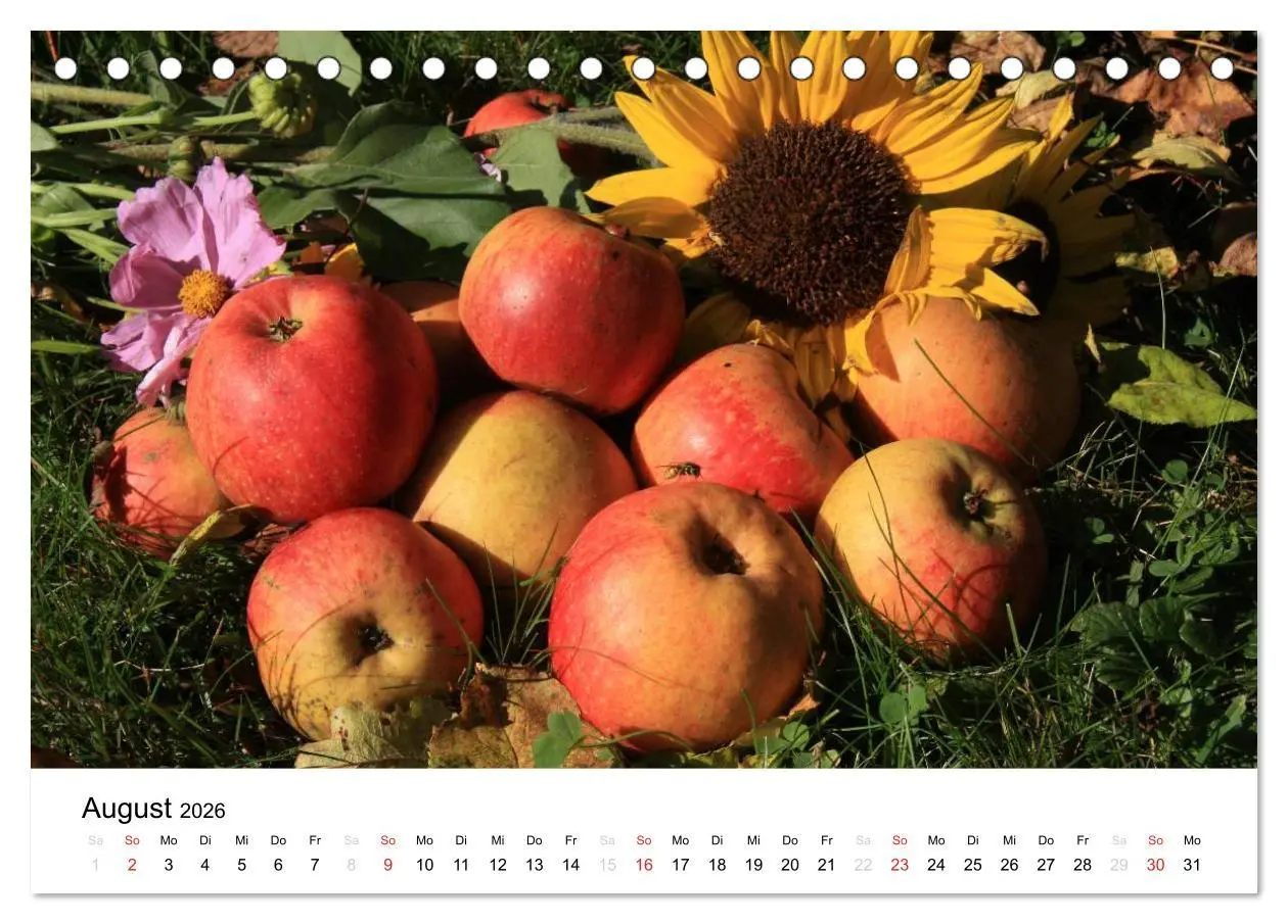 Bild: 9783516161632 | Alte Apfelsorten (Tischkalender 2026 DIN A5 quer), CALVENDO...