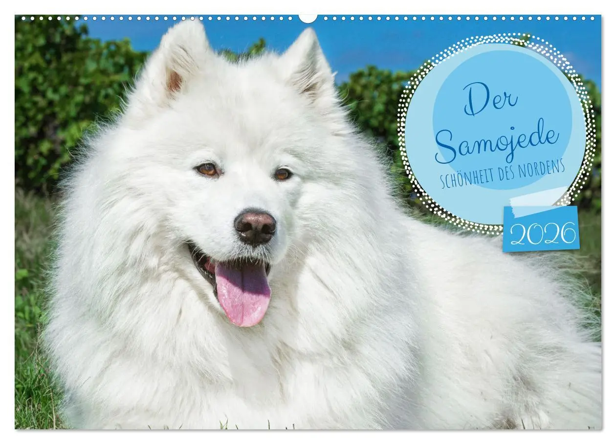 Cover: 9783457371732 | Der Samojede - Schönheit des Nordens (Wandkalender 2026 DIN A2...