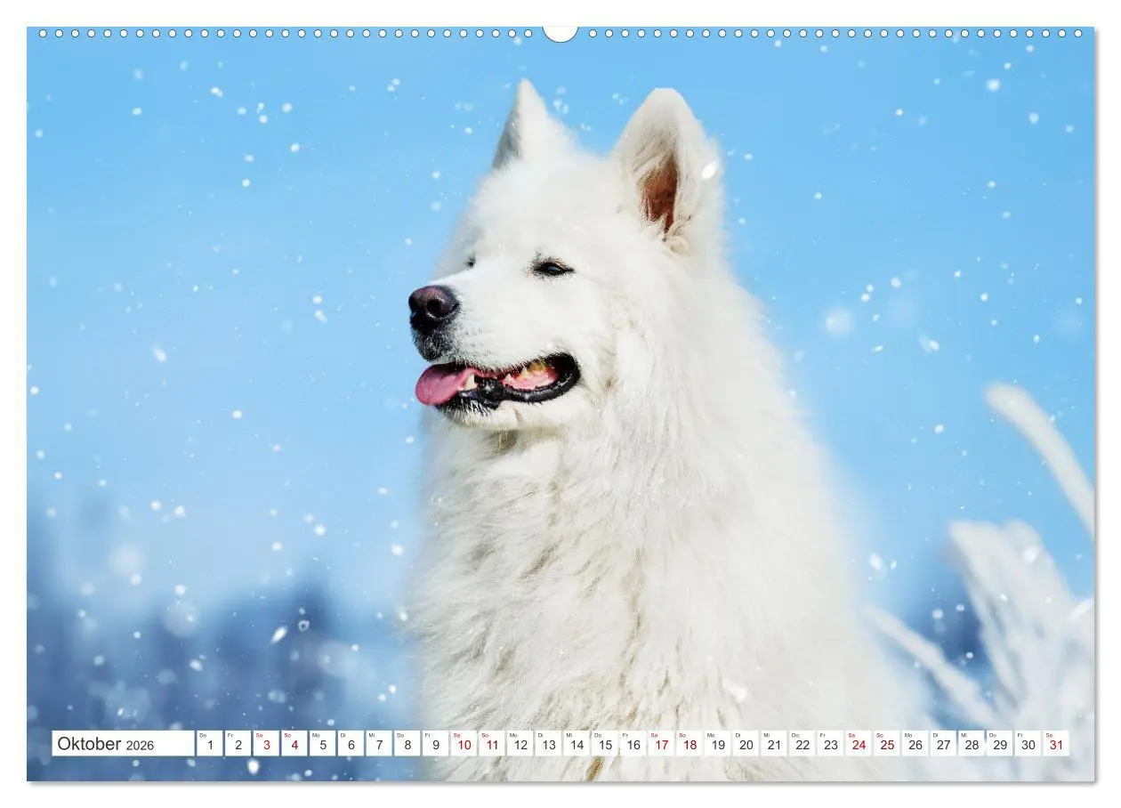 Bild: 9783457371732 | Der Samojede - Schönheit des Nordens (Wandkalender 2026 DIN A2...