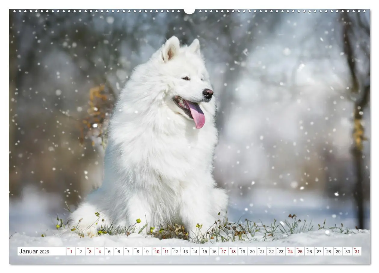 Bild: 9783457371732 | Der Samojede - Schönheit des Nordens (Wandkalender 2026 DIN A2...