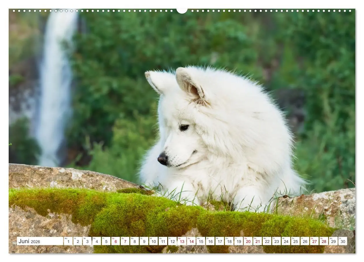 Bild: 9783457371732 | Der Samojede - Schönheit des Nordens (Wandkalender 2026 DIN A2...