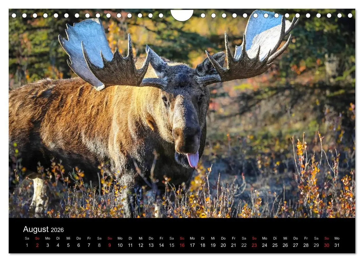 Bild: 9783516081732 | Alaska 2026 Wildes Land am Ende der Welt (Wandkalender 2026 DIN A4...