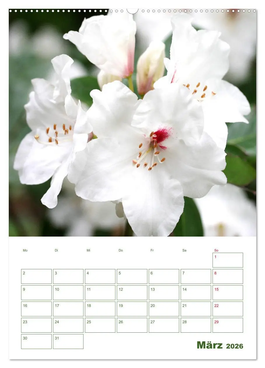 Bild: 9783516391732 | Weiße Blüten im Grünen (Wandkalender 2026 DIN A2 hoch), CALVENDO...