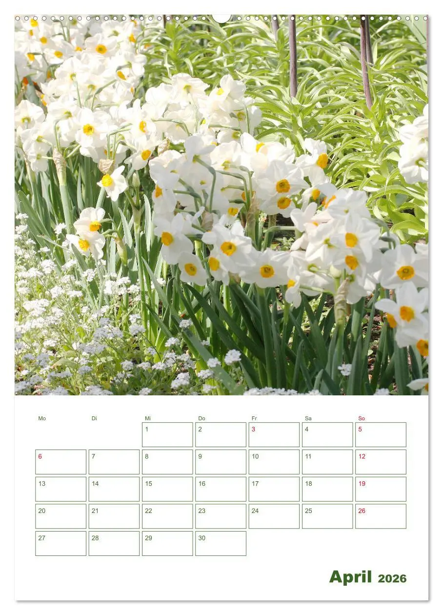 Bild: 9783516391732 | Weiße Blüten im Grünen (Wandkalender 2026 DIN A2 hoch), CALVENDO...