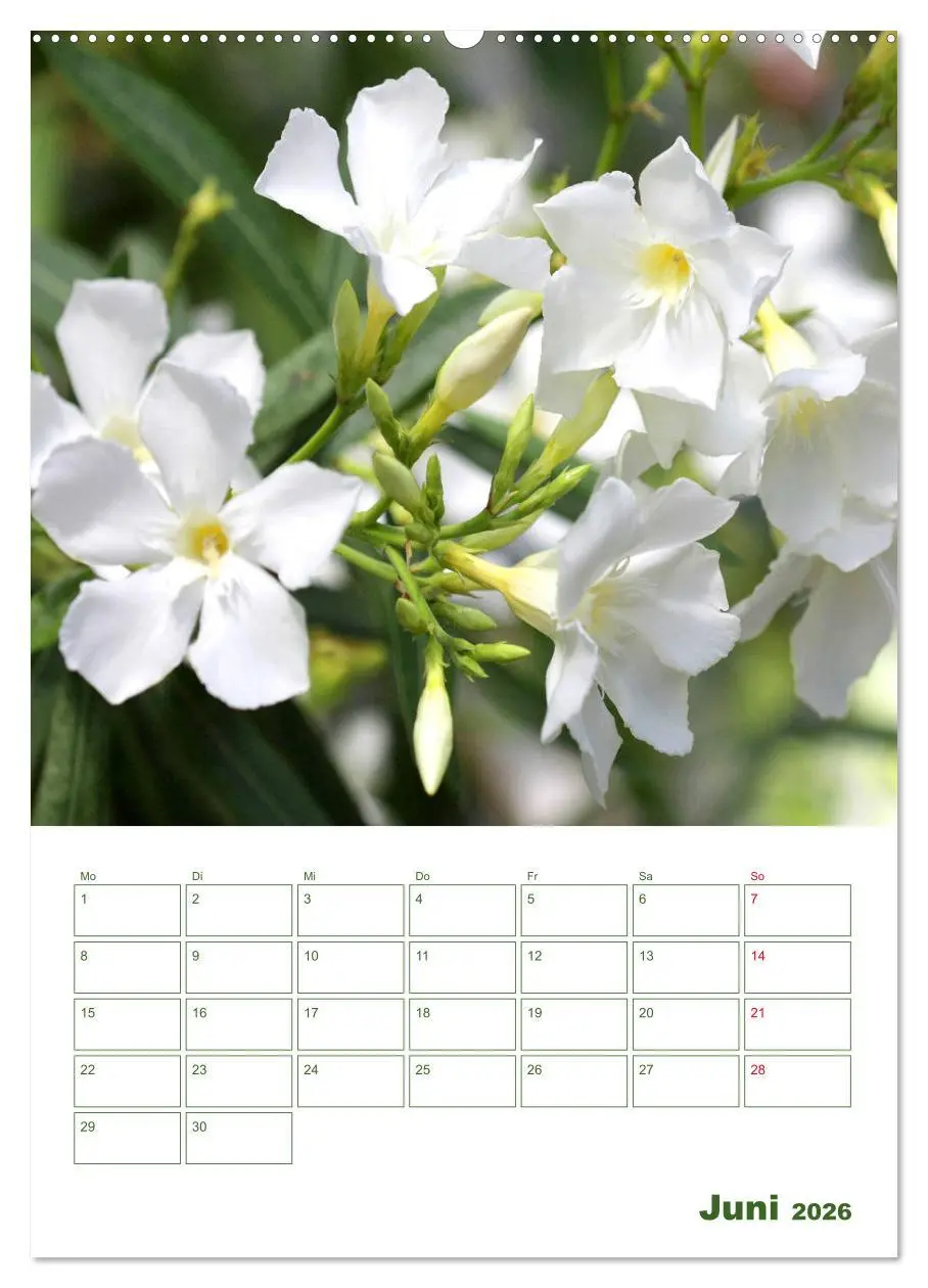 Bild: 9783516391732 | Weiße Blüten im Grünen (Wandkalender 2026 DIN A2 hoch), CALVENDO...