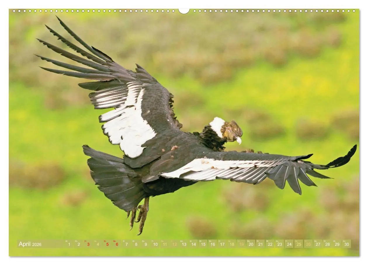 Bild: 9783457501832 | Peru: Natur mit Geschichte (Wandkalender 2026 DIN A2 quer),...