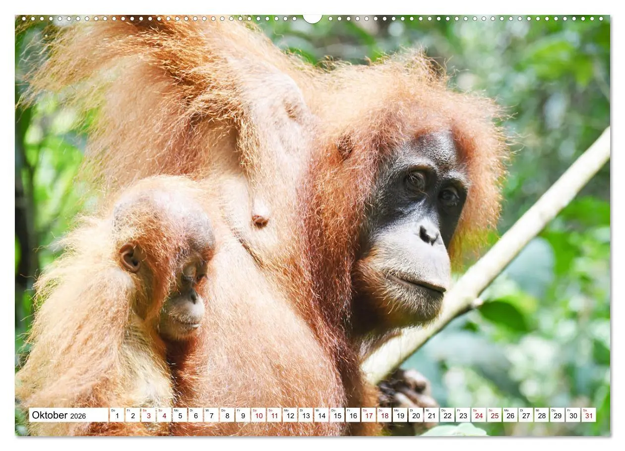 Bild: 9783457671832 | Die letzten freilebenden Orang Utans (hochwertiger Premium...