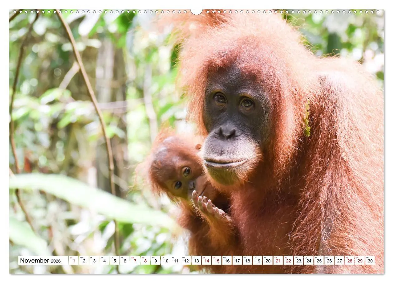 Bild: 9783457671832 | Die letzten freilebenden Orang Utans (hochwertiger Premium...