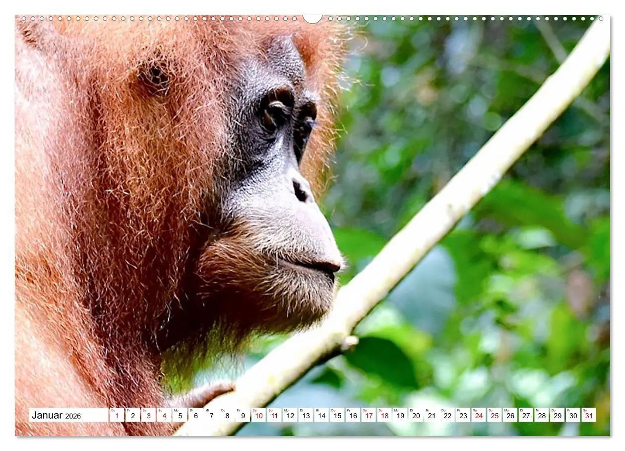 Bild: 9783457671832 | Die letzten freilebenden Orang Utans (hochwertiger Premium...