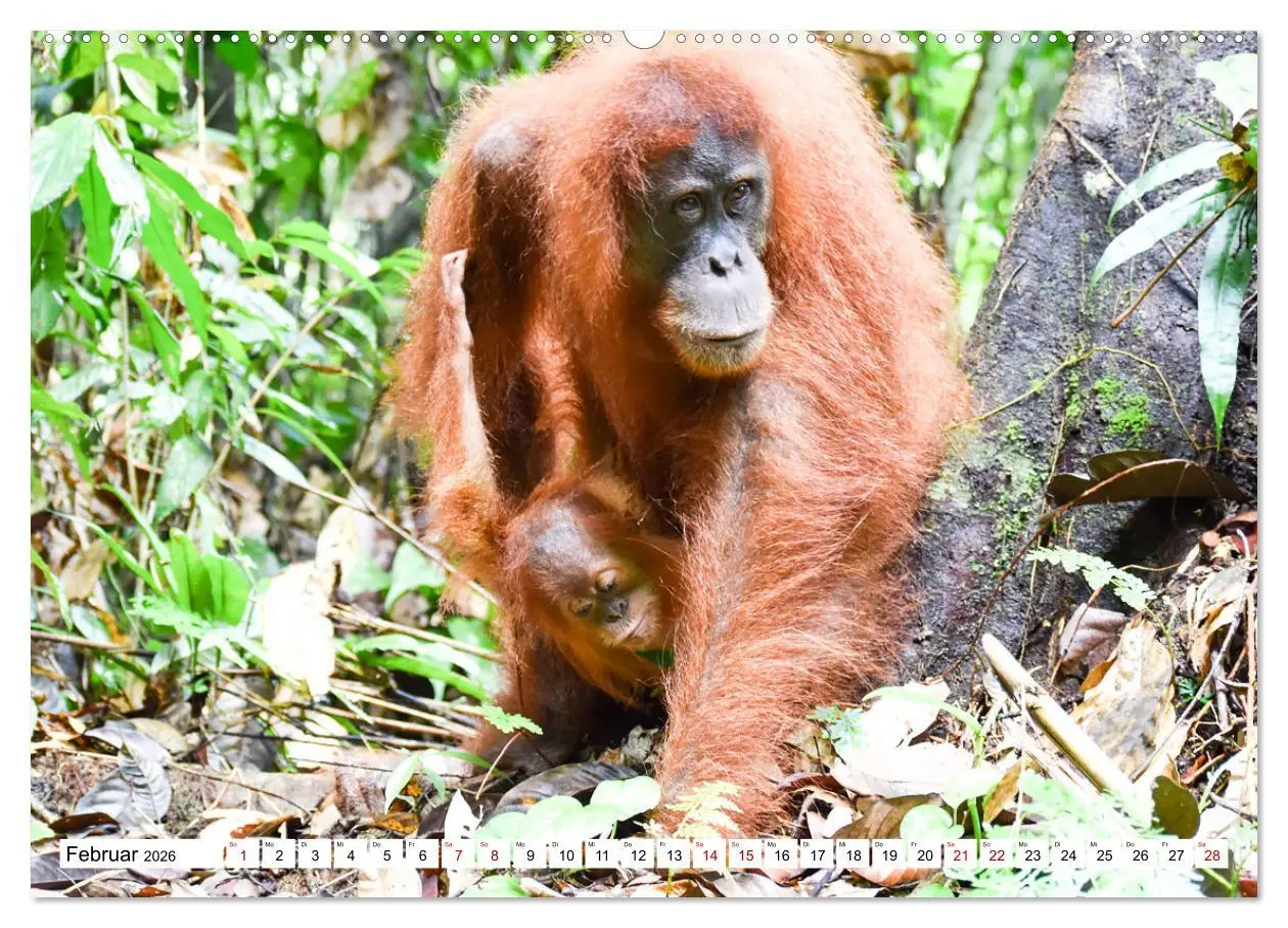 Bild: 9783457671832 | Die letzten freilebenden Orang Utans (hochwertiger Premium...