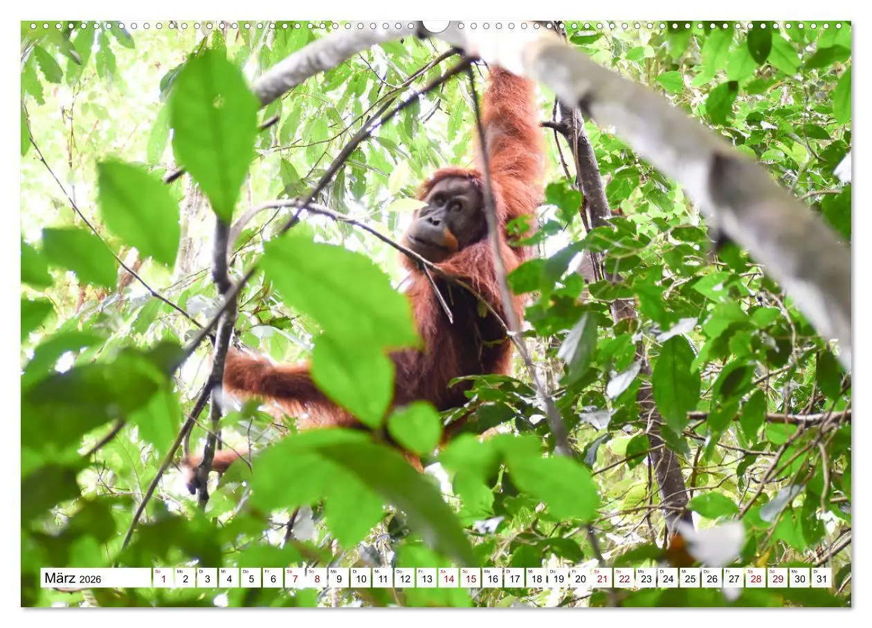 Bild: 9783457671832 | Die letzten freilebenden Orang Utans (hochwertiger Premium...