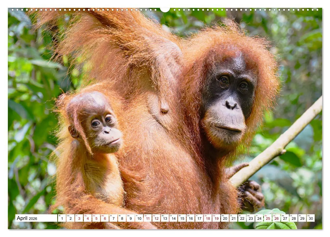 Bild: 9783457671832 | Die letzten freilebenden Orang Utans (hochwertiger Premium...