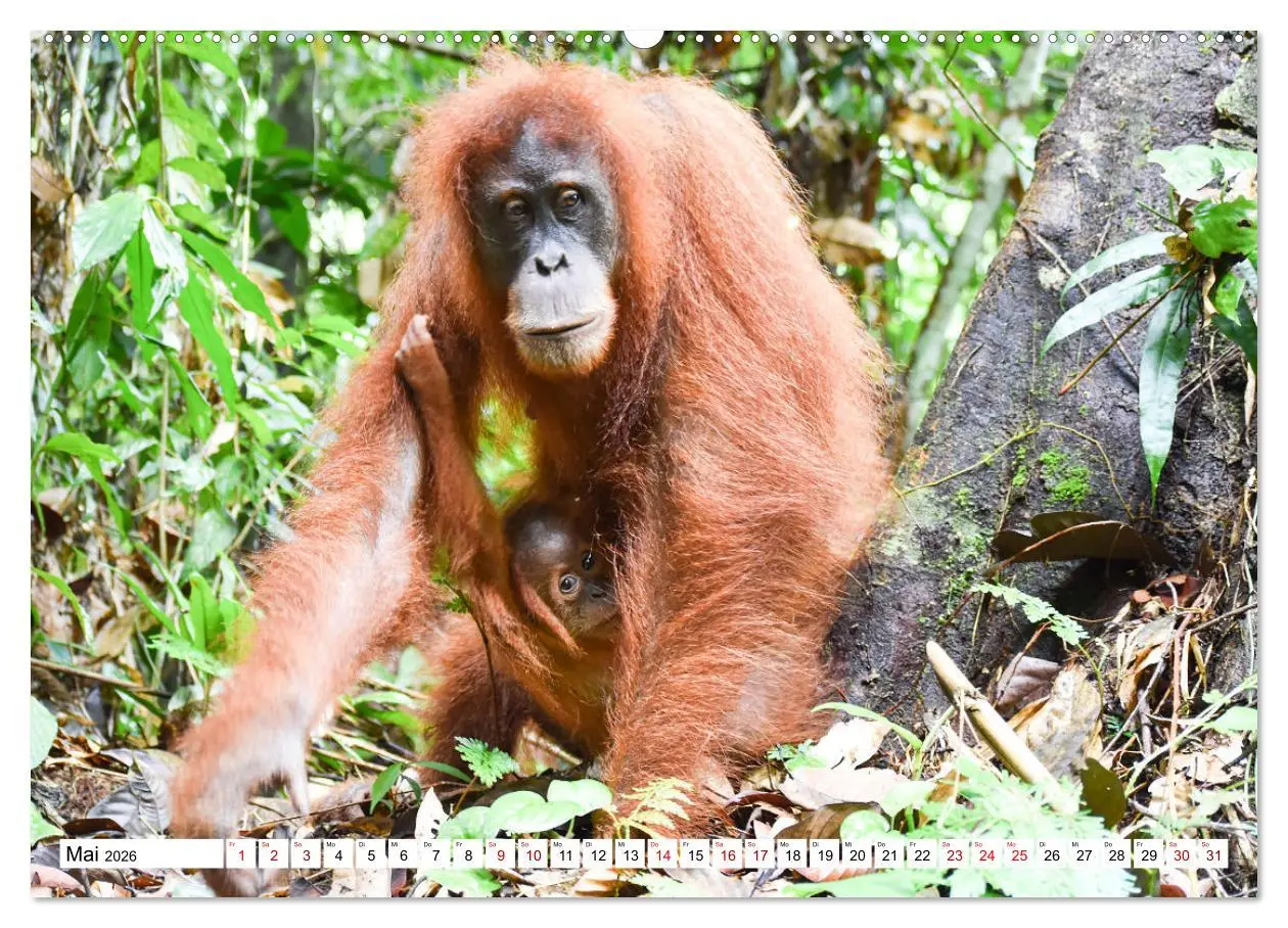 Bild: 9783457671832 | Die letzten freilebenden Orang Utans (hochwertiger Premium...