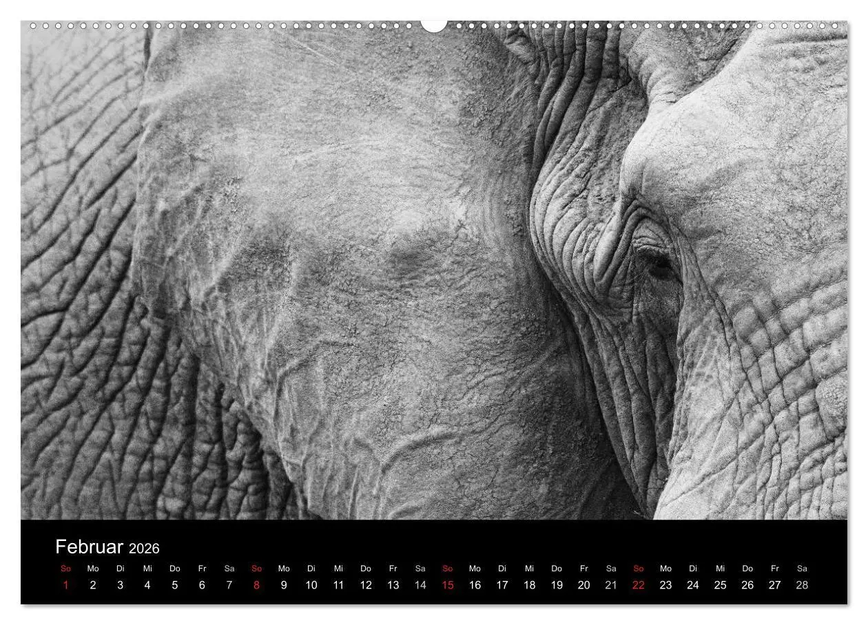 Bild: 9783516141832 | Elefanten Schwarz - Weiss (hochwertiger Premium Wandkalender 2026...