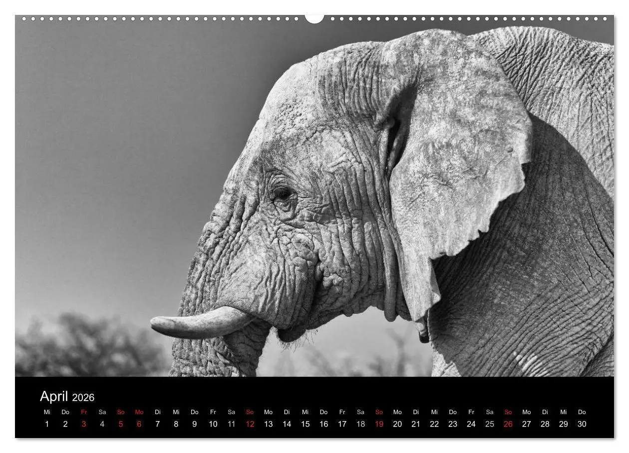 Bild: 9783516141832 | Elefanten Schwarz - Weiss (hochwertiger Premium Wandkalender 2026...