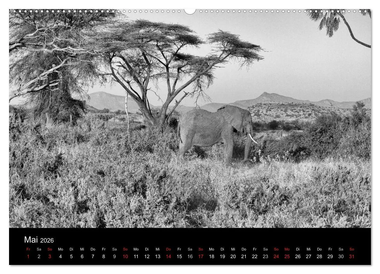 Bild: 9783516141832 | Elefanten Schwarz - Weiss (hochwertiger Premium Wandkalender 2026...