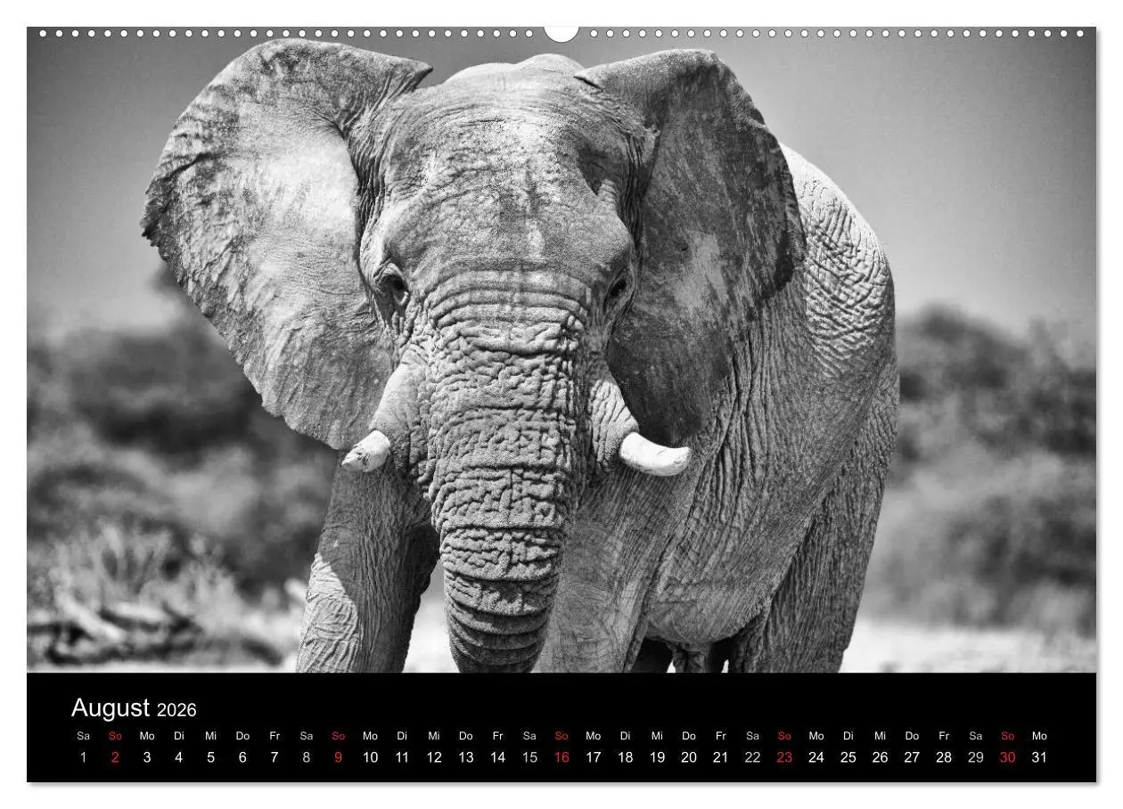Bild: 9783516141832 | Elefanten Schwarz - Weiss (hochwertiger Premium Wandkalender 2026...