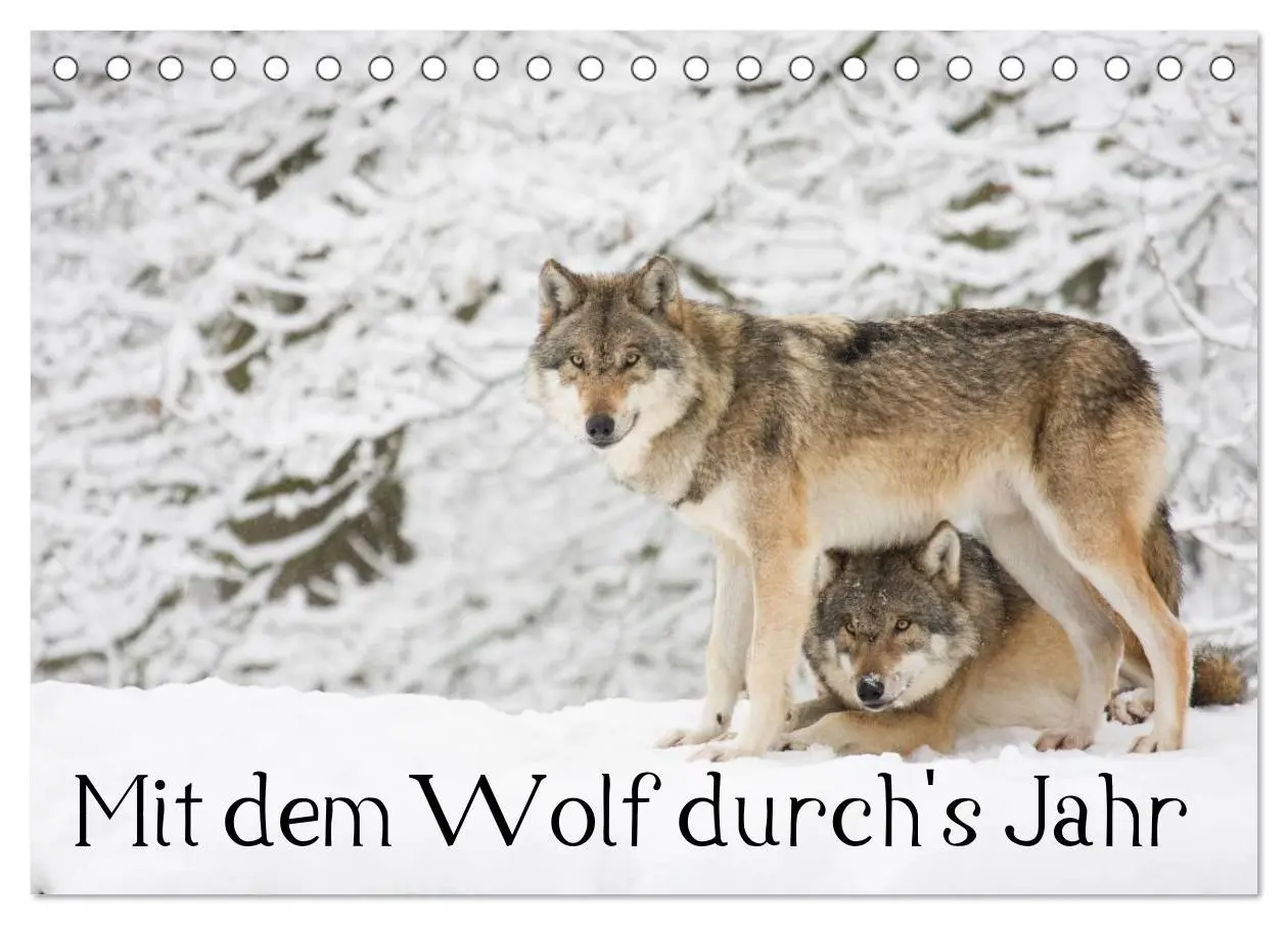 Cover: 9783457971932 | Mit dem Wolf durch's Jahr (Tischkalender 2026 DIN A5 quer),...