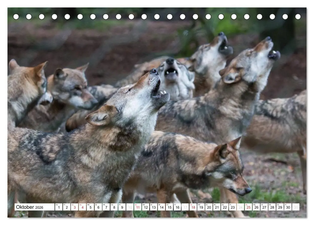 Bild: 9783457971932 | Mit dem Wolf durch's Jahr (Tischkalender 2026 DIN A5 quer),...