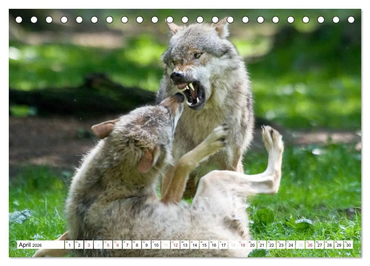 Bild: 9783457971932 | Mit dem Wolf durch's Jahr (Tischkalender 2026 DIN A5 quer),...