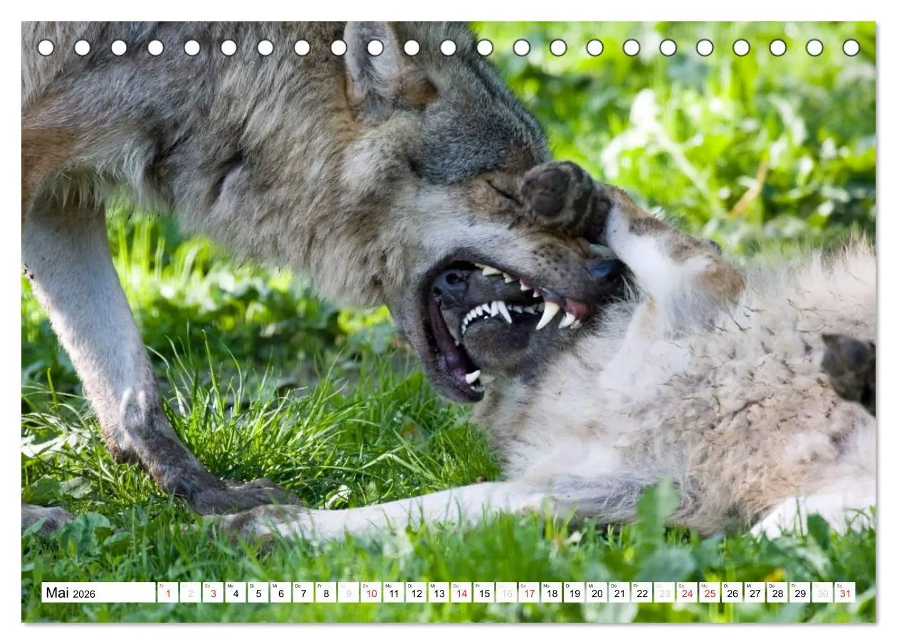 Bild: 9783457971932 | Mit dem Wolf durch's Jahr (Tischkalender 2026 DIN A5 quer),...