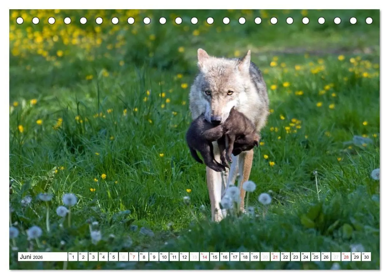 Bild: 9783457971932 | Mit dem Wolf durch's Jahr (Tischkalender 2026 DIN A5 quer),...