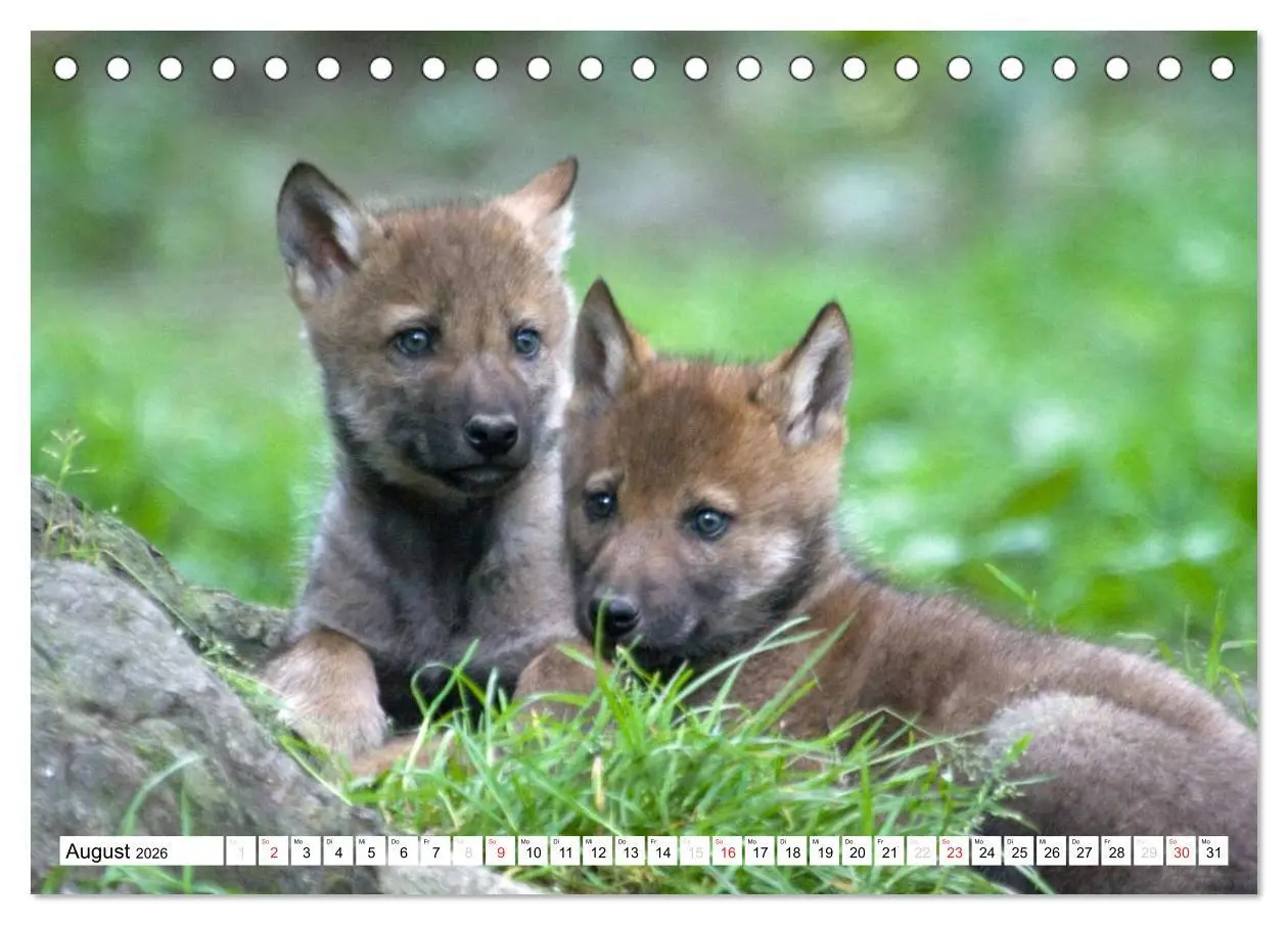 Bild: 9783457971932 | Mit dem Wolf durch's Jahr (Tischkalender 2026 DIN A5 quer),...