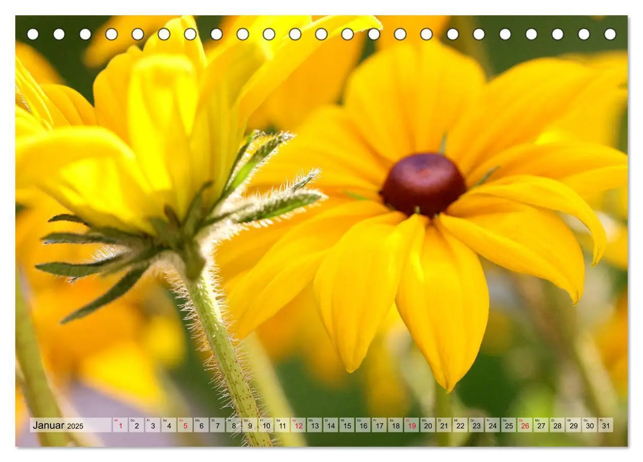 Bild: 9783435222032 | Es blüht im Sommer (Tischkalender 2025 DIN A5 quer), CALVENDO...