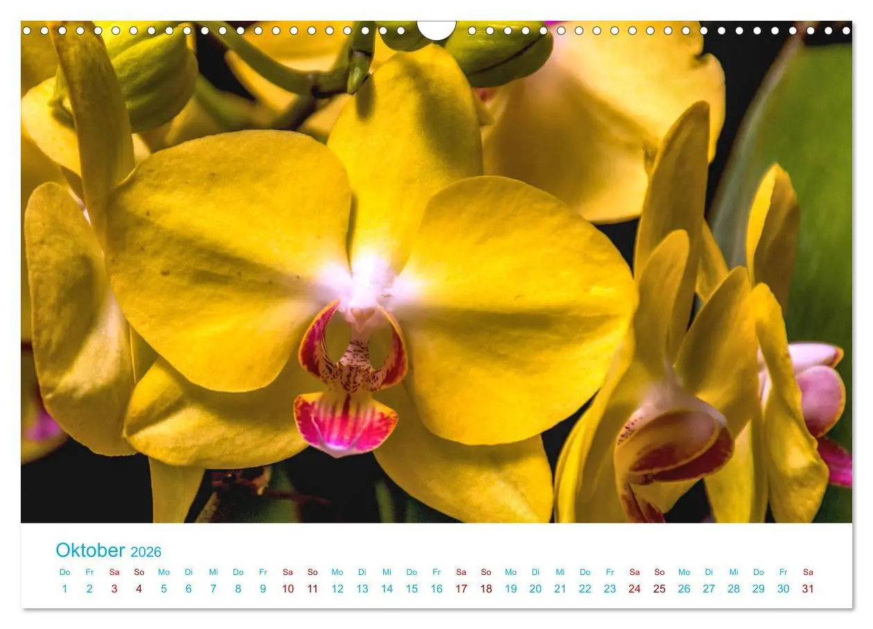 Bild: 9783457932032 | Die Königin der Blumenwelt, die Orchidee (Wandkalender 2026 DIN A3...