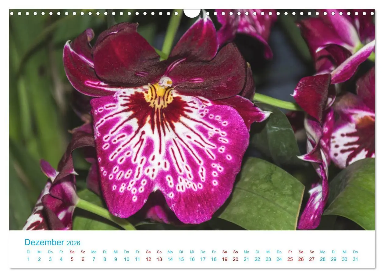 Bild: 9783457932032 | Die Königin der Blumenwelt, die Orchidee (Wandkalender 2026 DIN A3...